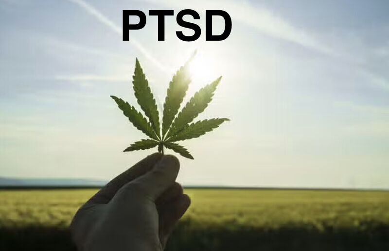 Navigating CBD Use for PTSD