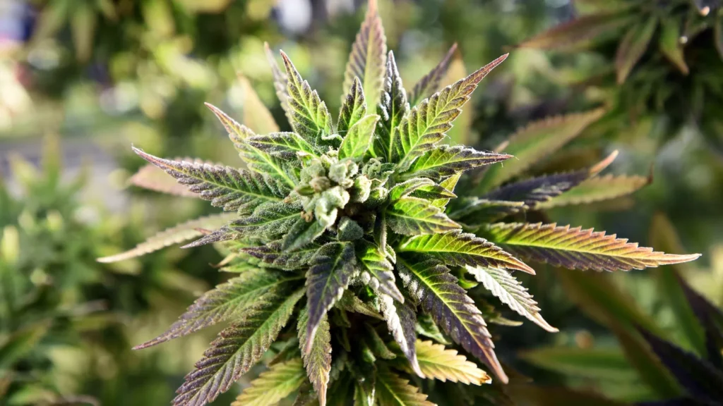 marijuana-nicknames