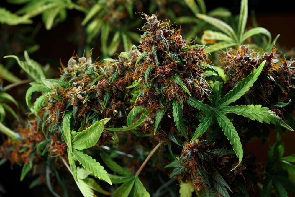 Grow Autoflowering Cannabis Plants