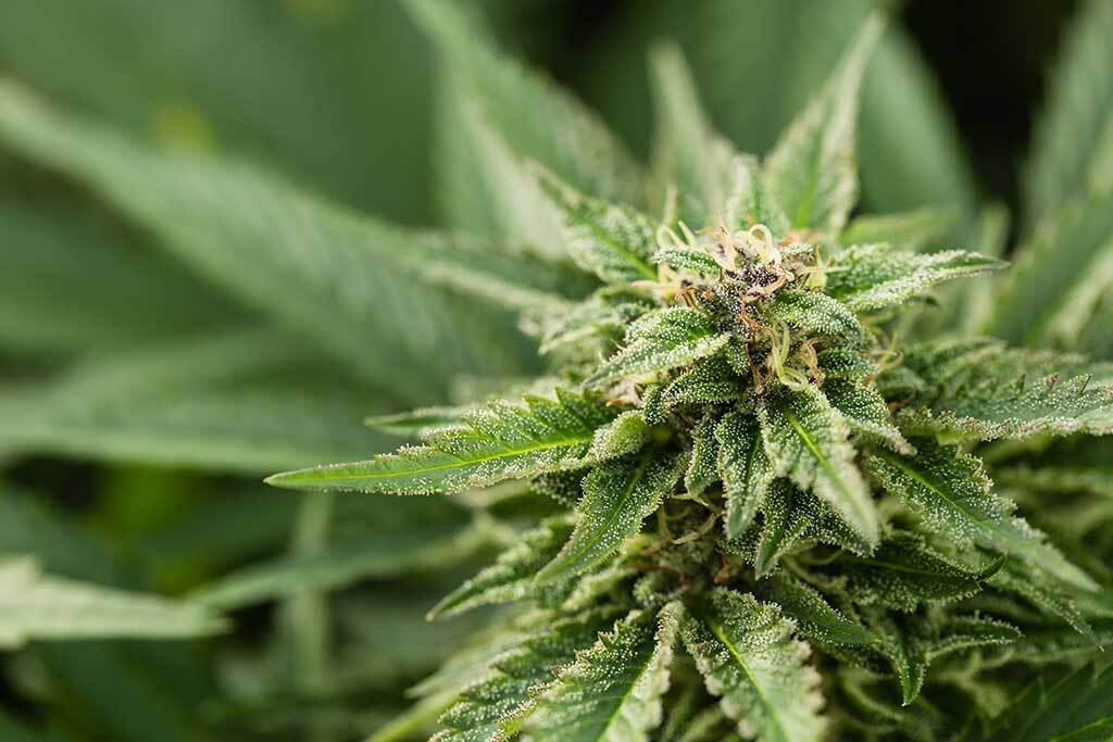 How to Grow Autoflowering Cannabis Plants