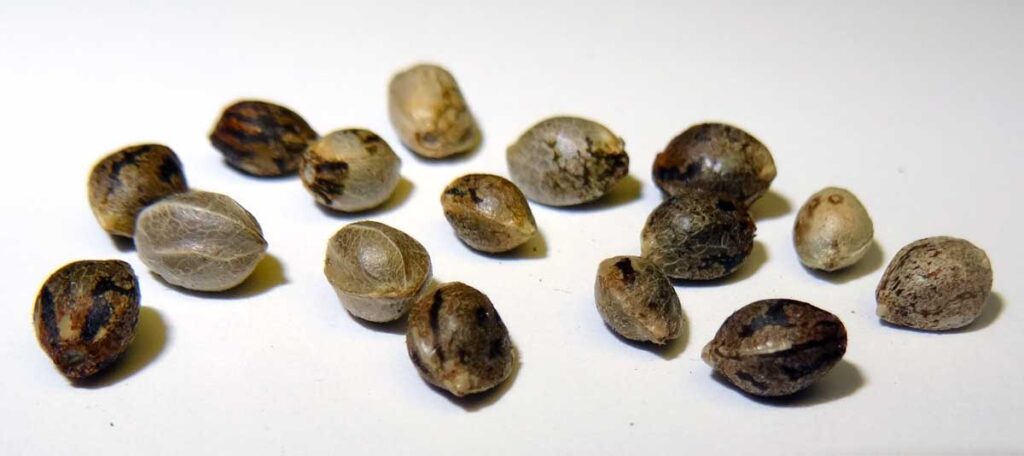 Feminized Seeds