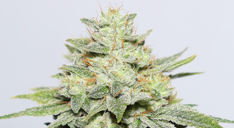 Gorilla Glue
