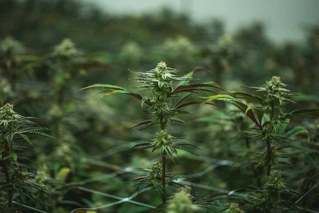 The Benefits of Cannabis for Pain Relief