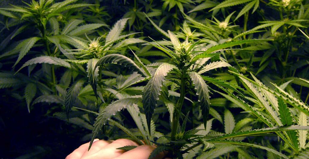 Understanding Cannabis and Its Role in Pain Relief