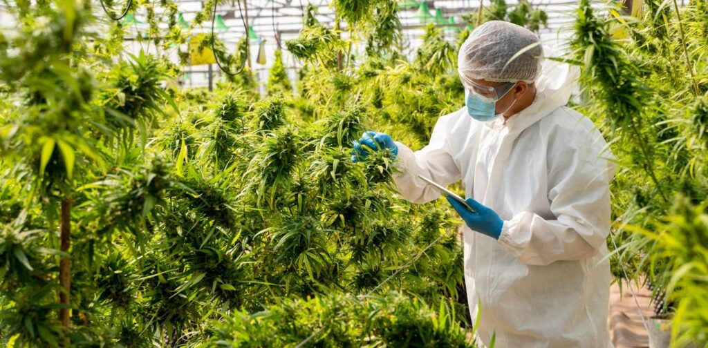 Cannabis on Canadian Health