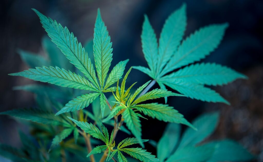 Harvest cannabis
