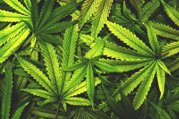 Harvesting Cannabis