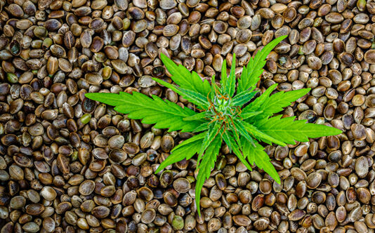 Germinate cannabis seeds