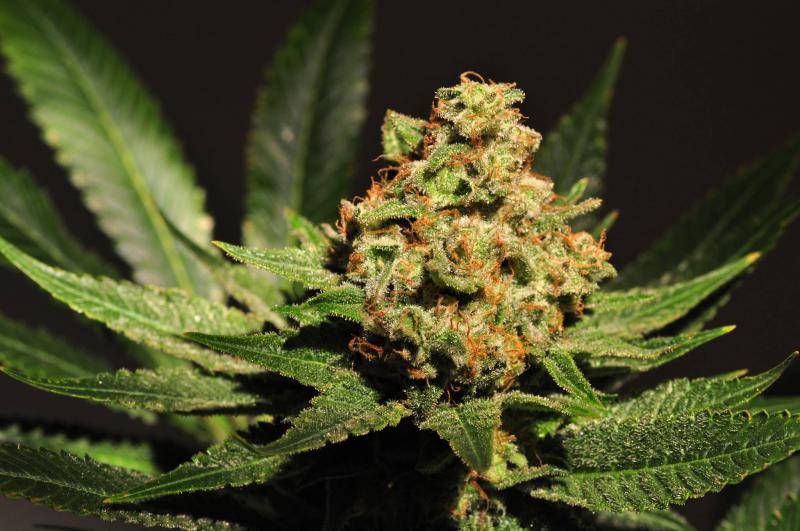 Cannabis and Stress Relief What Science Says About CBD and THC