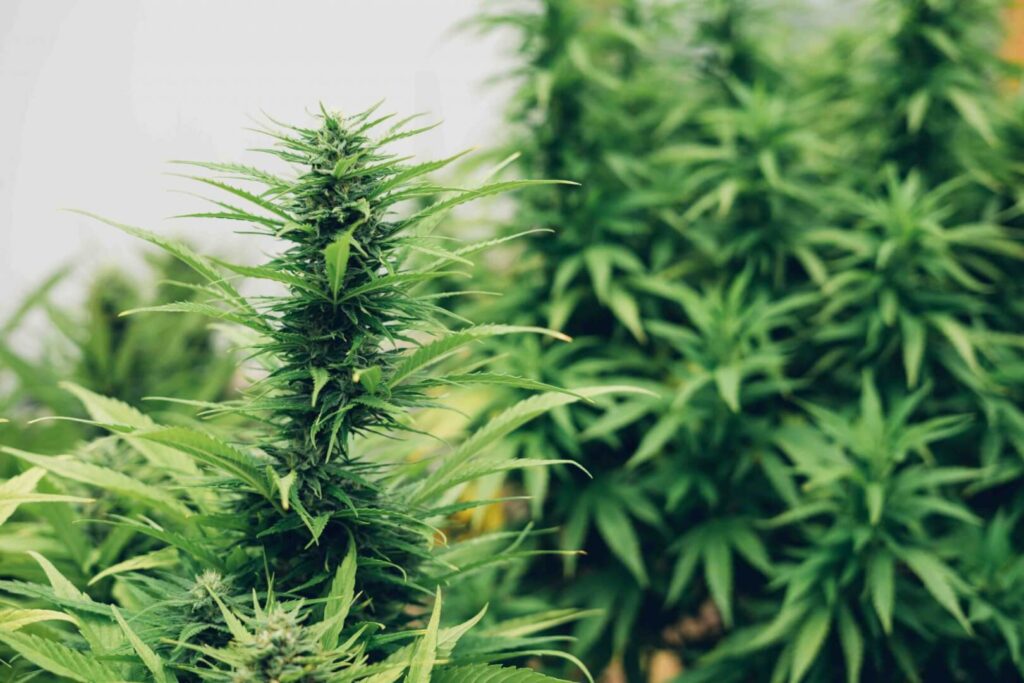 Cannabis for Seniors Benefits, Safety & Dosage Tips