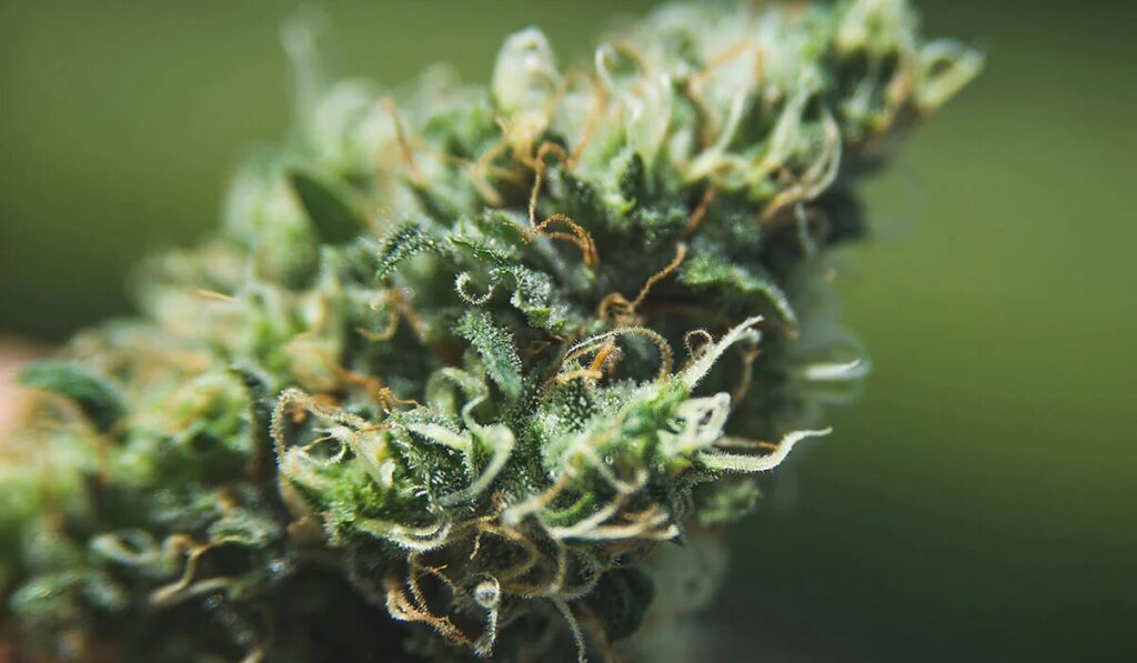 Top Health Benefits of Cannabis for Seniors