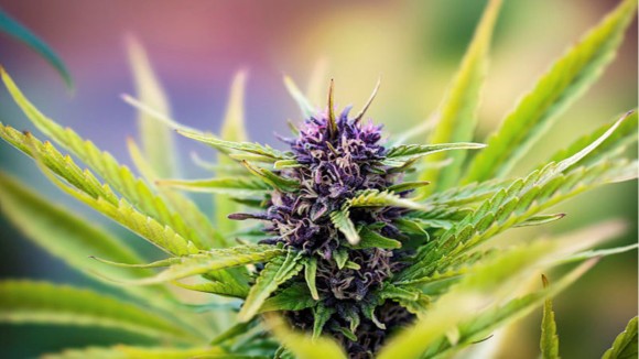 Cannabis vs Hemp