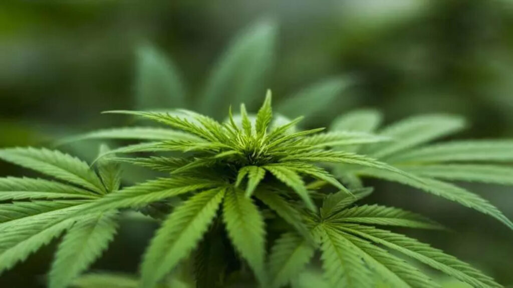 How Cannabis Affects the Mind and Body