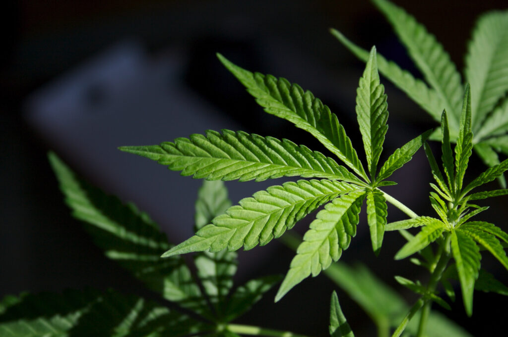 Cannabis Bioavailability